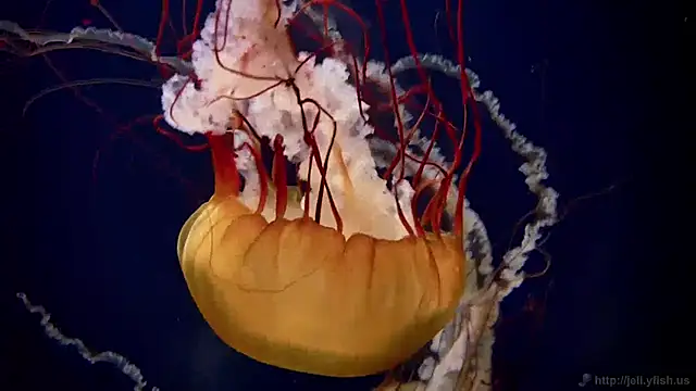 streamy test11 online show from January 27, 9:23 am