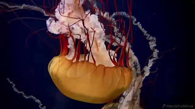 streamy test11 online show from February 25, 8:14 am