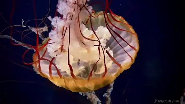 streamy test11 online show from October 6, 12:57 pm