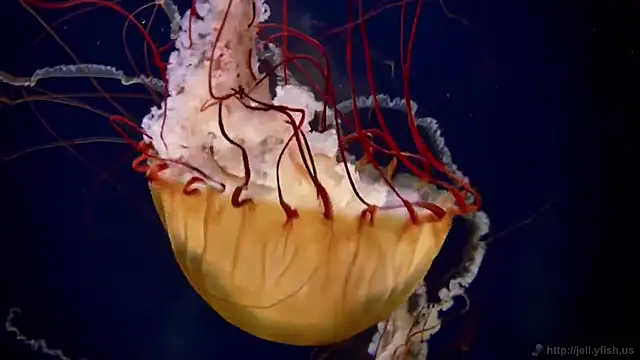 streamy test11 online show from November 11, 4:29 pm