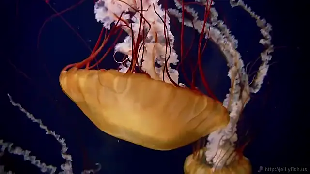 streamy test11 online show from December 3, 8:56 am