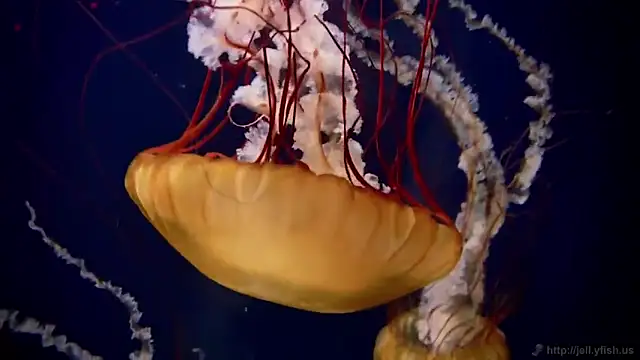 streamy test11 online show from December 15, 9:35 am