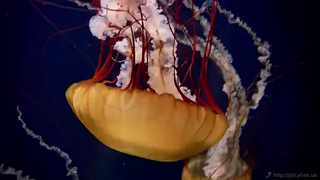 streamy test11 online show from December 23, 10:13 am