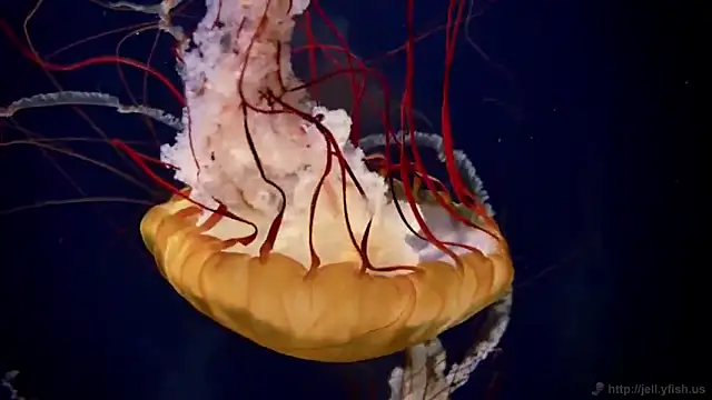 streamy test11 online show from February 25, 11:31 am