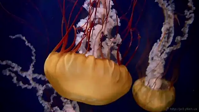 streamy test11 online show from March 9, 3:27 pm