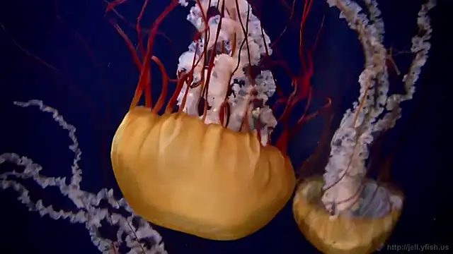 streamy test11 online show from March 24, 2:55 pm