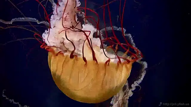 streamy test13 online show from December 2, 8:09 am