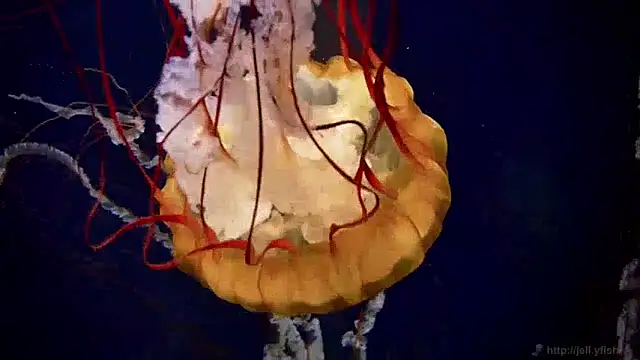 streamy test13 online show from December 5, 8:11 am