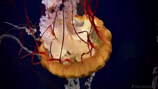 streamy test13 online show from December 10, 8:19 am