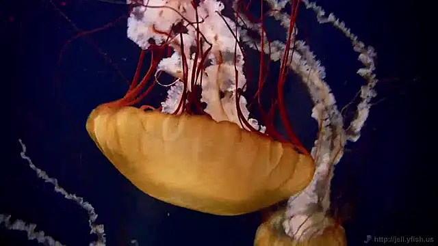 streamy test13 online show from December 16, 8:09 am