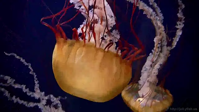 streamy test13 online show from January 3, 8:10 am