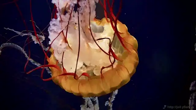 streamy test13 online show from January 23, 8:15 am