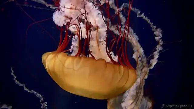 streamy test13 online show from February 4, 8:13 am