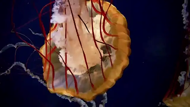 streamy test13 online show from October 2, 10:22 am