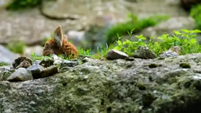 streamy test13 online show from February 13, 12:23 pm