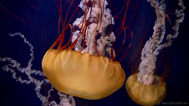 streamy test15 online show from October 27, 11:58 am