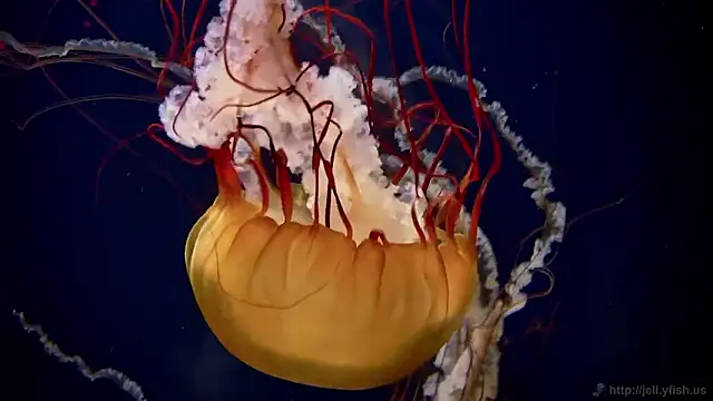 streamy test15 online show from November 5, 12:16 pm