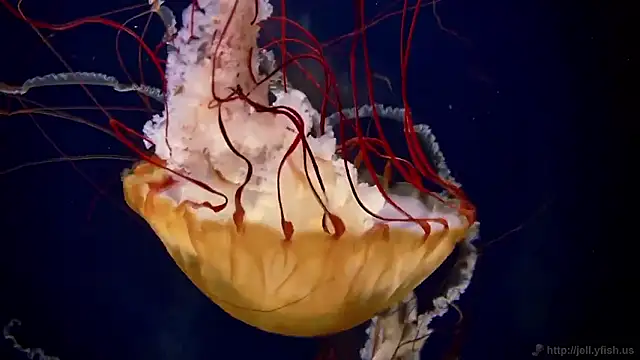 streamy test15 online show from November 13, 11:53 am