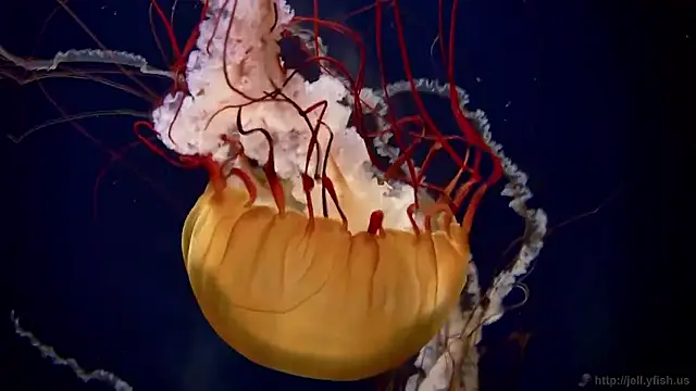 streamy test15 online show from November 19, 9:53 am