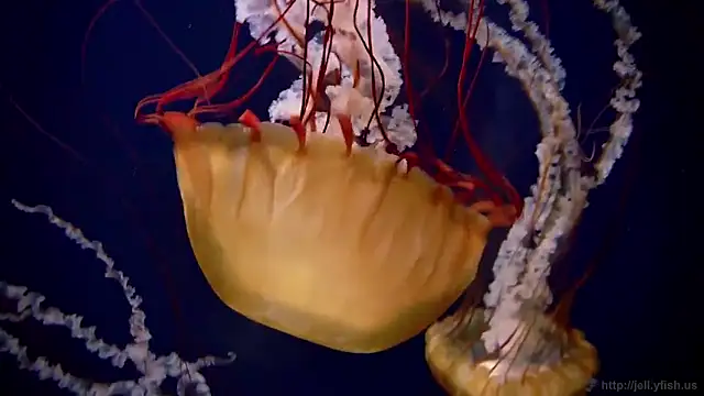 streamy test15 online show from December 16, 10:20 am