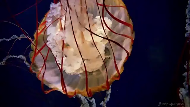 streamy test15 online show from December 19, 7:59 am