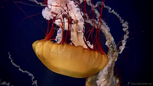 streamy test15 online show from February 11, 3:17 pm