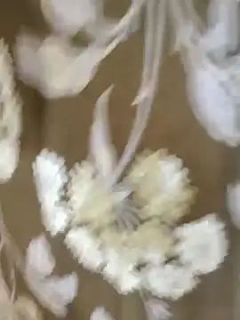 Raat ki rani  online show from January 4, 5:05 am