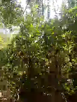 Pussy-Hairy-Horny online show from February 16, 6:54 pm