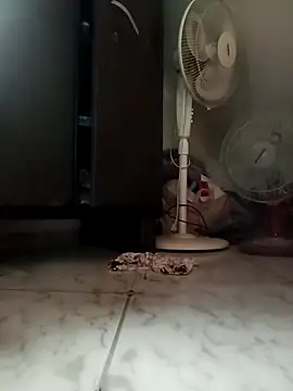 payalchola online show from March 14, 7:25 am