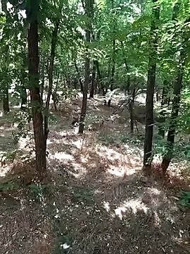sile47 online show from July 19, 10:52 am