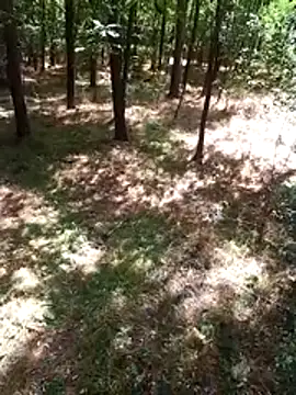 sile47 online show from August 9, 10:53 am