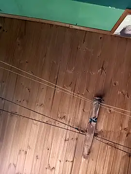 Ridick2025 online show from November 15, 5:20 pm