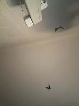 Snapshot of AroraAngel chatting on March 7, 9:56 pm AroraAngel online show from March 7, 9:56 pm