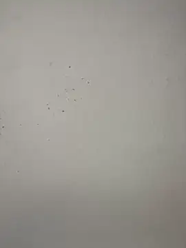 vincentjaxon online show from November 27, 7:05 pm