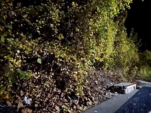 sloppytopkins online show from November 6, 8:15 am