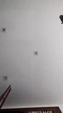 PearlingBunkbed online show from November 9, 5:06 am