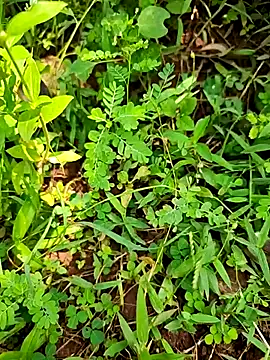 telugumodda4396 online show from September 21, 7:10 am