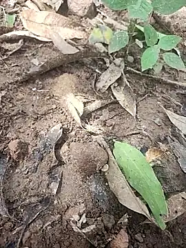 telugumodda4396 online show from October 14, 5:30 am