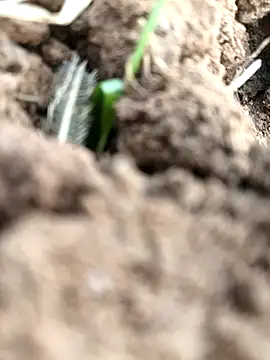 Snapshot of DirtybhabhiGoal chatting on November 22, 6:56 am DirtybhabhiGoal online show from November 22, 6:56 am