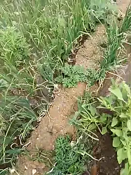 devil boy 0909 online show from April 19, 5:18 am