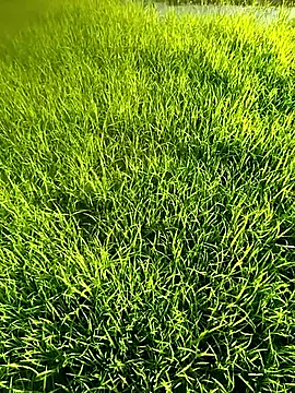 blonde blg online show from April 12, 10:09 am