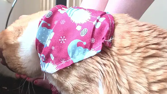 Feetbeth online show from March 4, 7:42 pm