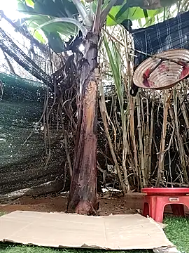 leona118 online show from April 8, 1:27 am