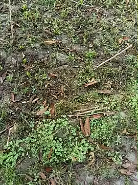 Snapshot of Shivanisingh4 chatting on March 30, 2:01 am Shivanisingh4 online show from March 30, 2:01 am