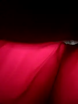 Hoa-tuylip online show from April 11, 6:29 am