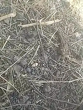 Cute Boy 4 online show from March 8, 7:45 am