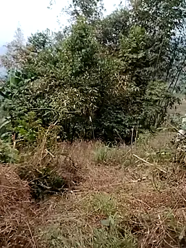 Snapshot of sushi-asa chatting on February 24, 1:47 am sushi-asa online show from February 24, 1:47 am