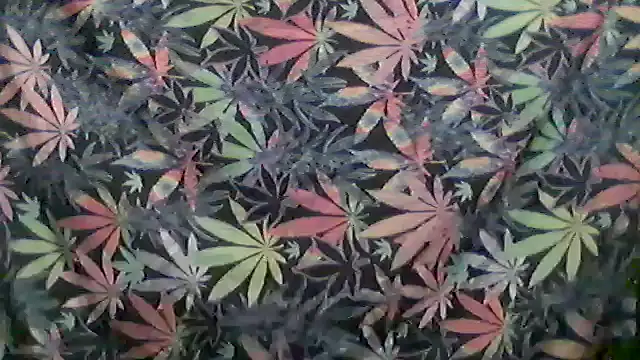 libraxxxstudios online show from May 24, 11:26 am
