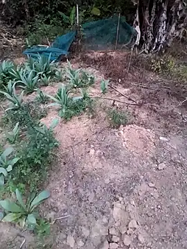 zanh99 online show from April 8, 11:21 am