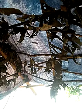 Mizu-hotshow online show from April 11, 3:44 am